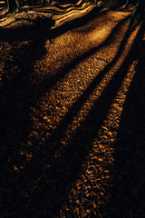 Dramatic shot of shadows of trees in an autumn forest. Orange fallen leaves and shadows of tall trees on the ground.