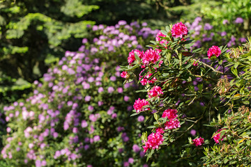 An old park with blooming rhododendron bushes between giant trees. Blooming rhododendron bushes in the old park. Old orboretum with flowering rhododendron bushes. 