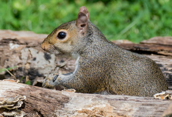 Obraz premium Squirrel Profile