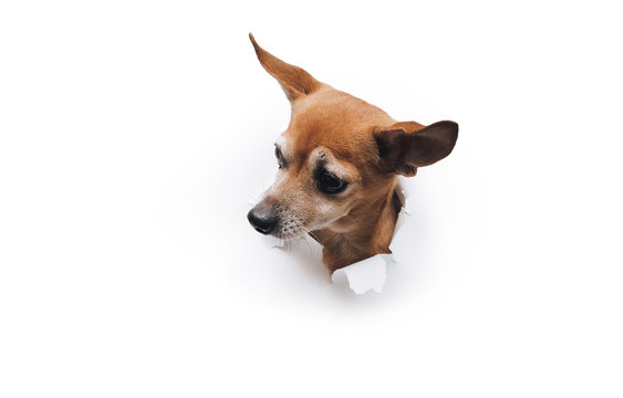 Bug-eyed muzzle. The head of funny dog through a hole on a white torn paper background. Russian Toy Terrier. Horizontal studio image, copy space. Concept of spy, curiosity and snoop. Look down.