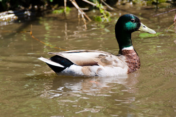 Duck - Amiens - France