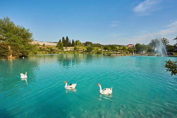 Geese on the lake, calcified limestone terraces on background, Pamukkale