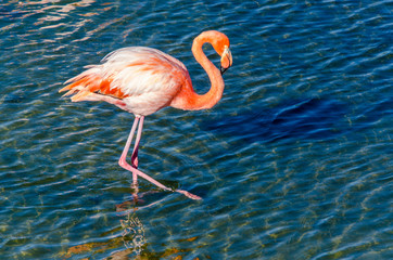 Flamingo - Isabela Island - Galapagos Islands - Ecuador