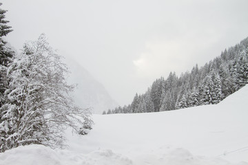 winter mountain landscape with snowy trees and snow