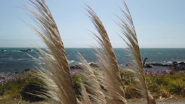 New Zealand native toitoi plant blowing in the wind also known as the toetoe plant