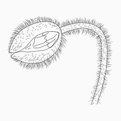 California poppy flowers drawn and sketch with line-art on white backgrounds.