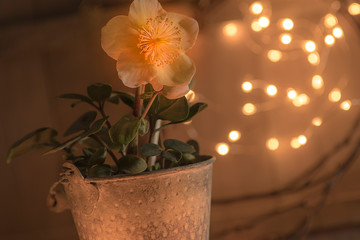 Weihnachtliche Dekoration mit Christrose
