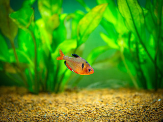 tetra serpae (Hyphessobrycon eques) in a fish tank