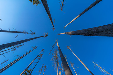 Dead trees, climate change and deforastation. Dry weather with no precipitation. Looking up to the...