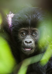 Close up Portrait of a mountain gorillacub at a short distance. The mountain gorilla (Gorilla beringei beringei) .