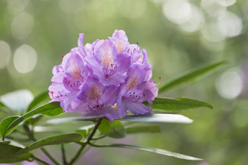 Pink purple flowers of a Rhododendron.  Beautiful purple rhododendron flower in garden with magic bokeh.