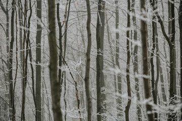 Detail of frosted branches in foggy winter beech forest between tree trunks