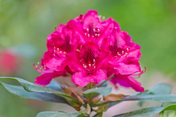  red Rhododendron flower on magic bokeh background. Red rhododendron flower, closeup. Red Azalea...