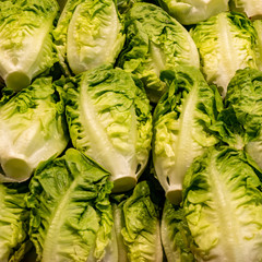 group of endive salad