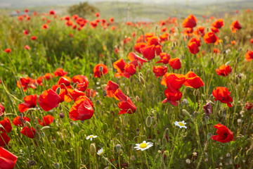 Fototapeta na wymiar Closeup bright red poppies with blurry poppies in the background at Hierapolis in Turkey