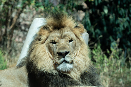 Close up images of the face and expression of an African Lion
