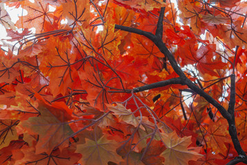 Bright Decorative and artificial maple tree with orange leaves. Typical of autumn.