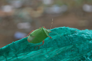 bicho2