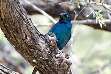Greated Blue-Eared Glossy-Sterling -  Etosha National Park - Namibia