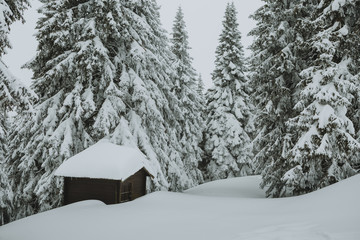 Lonely abandoned wooden cottage in winter coniferous forest with big layer of snow everywhere