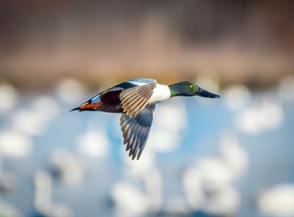 Obraz premium Northern Shoveler