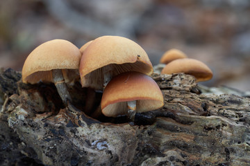 Deadly poisonous mushroom Galerina marginata in the floodplain forest. Known as funeral bell, deadly skullcap or deadly Galerina. Brown mushrooms growing on the wood.