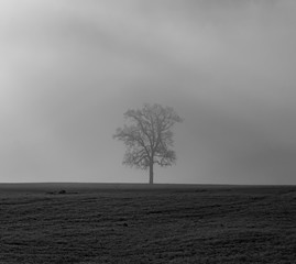 Ein Baum wird vom Nebel verhüllt 