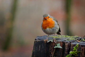 Neugieriges Rotkehlchen