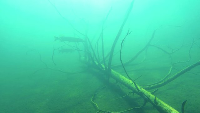 Two big pikes hiding among trees of sunken tree in lake bottom