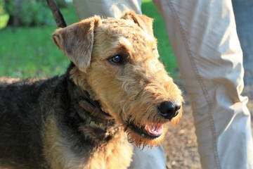 airdale terrier