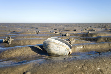 Fototapeta na wymiar Sand Gaper in the Wadden Sea in Cuxhaven, Germany