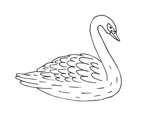 Vector hand drawn doodle sketch swan isolated on white background