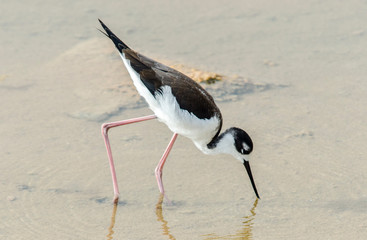 Real Tero - Isabela Island - Galapagos Islands - Ecuador