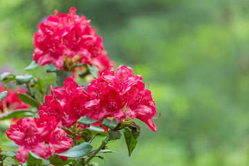  red Rhododendron flower on magic bokeh background. Red rhododendron flower, closeup. Red Azalea Flowers Closeup Macro with Blurred Background.