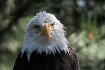Fototapeta premium Close up images of the face of a North American Bald Eagle