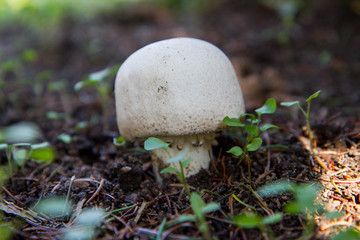 Agaricus mushroom growing in a forest
