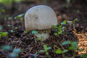 Agaricus mushroom growing in a forest