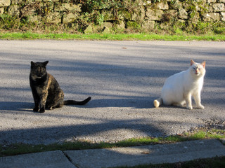 Naklejka na ściany i meble Due gatti, bianco e a strisce su una strada in campagna
