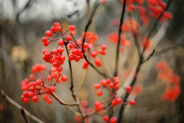 red berries of viburnum on branch