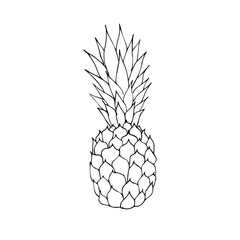 Vector black outline hand drawn sketch doodle pineapple pine apple isolated on white background