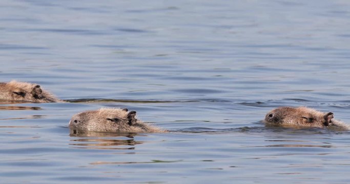 Close up of Capybaras swimming in water, South Pantanal, Brazil.