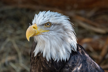 Close up images of the face of a North American Bald Eagle