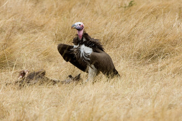 Vulture - Masai Mara National Reserve - Kenya