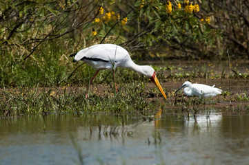 Yellow-Billed Stork - Naivasha Lake - Kenya