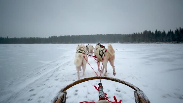 Trieno con perros en Laponia