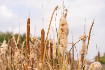 Reeds on the shore of lake, Autumn day in background