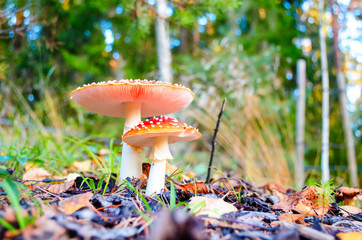 Closeup of a poisonous mushroom. Red with white dots plate-like fungus. Image of an inedible mushroom. Poisonous fungus.