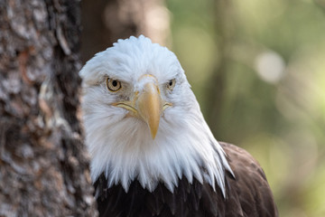 Fototapeta premium Close up images of the face of a North American Bald Eagle