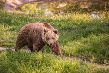Fototapeta na wymiar Brown bear walks along a green trail on a sunny summer day. The genus of mammals, a predatory detachment.