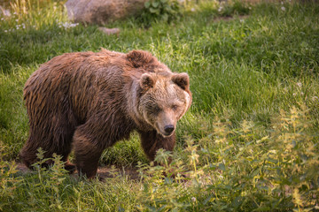 Brown bear walks along a green trail on a sunny summer day. The genus of mammals, a predatory detachment.